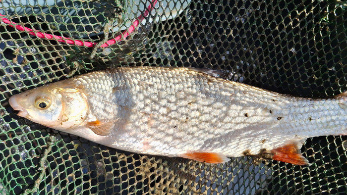 Hihetetlen, mit rejteget a Tisza