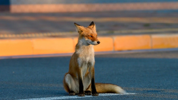 Heltai Miklós: a városok váltak az evolúció jelenlegi legfontosabb terepévé
