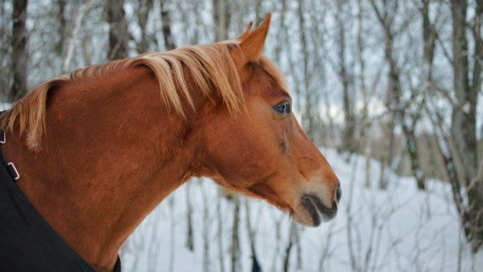 A rendőrlovat is elgázolva menekült a fatolvaj