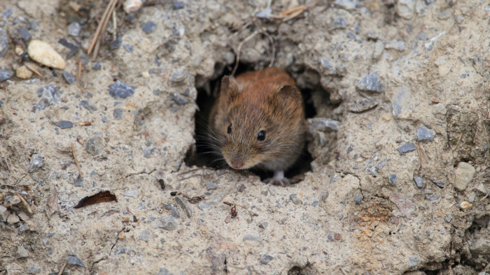 A zord tél pozitív hatása: fagyhalál vár a poloskákra, a kabócákra és a pockokra is