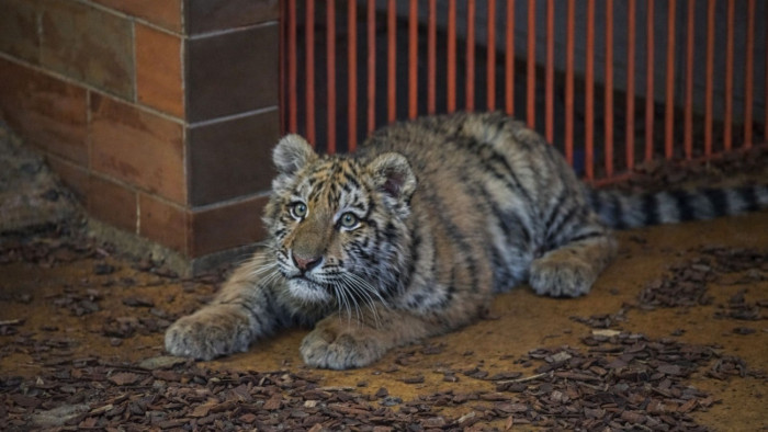 Szépen cseperedik Pablo, friss képek érkeztek a kistigrisről