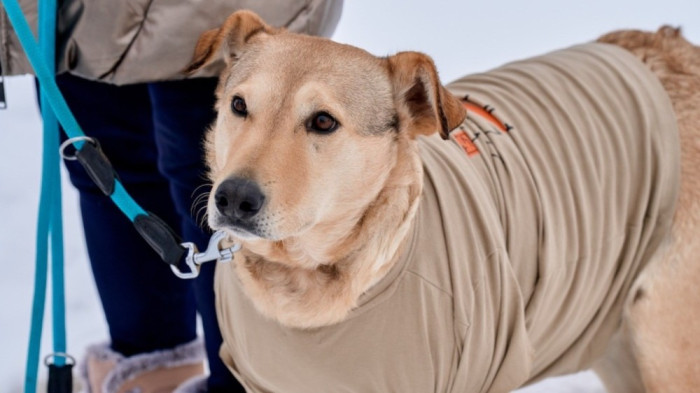 Könnycsorgató fordulat a kocsi után kötött kutya ügyében, Rozi révbe érhet