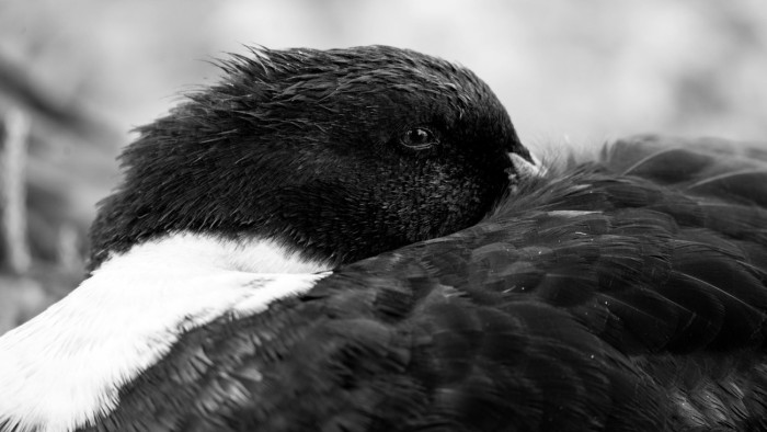 Horror a Balaton vizén – a szakértő is csak elszörnyedve találgat