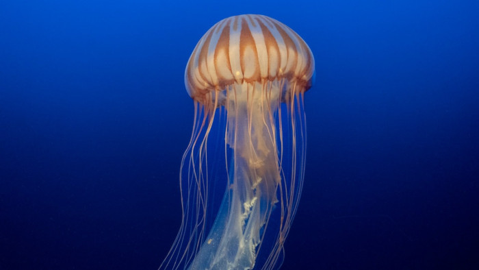 Szuperritka, teherautó méretű medúzát sikerült videóra venni