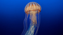 Szuperritka, teherautó méretű medúzát sikerült videóra venni