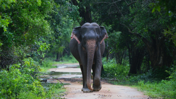 Magyar professzort ölt meg egy elefánt Srí Lankán
