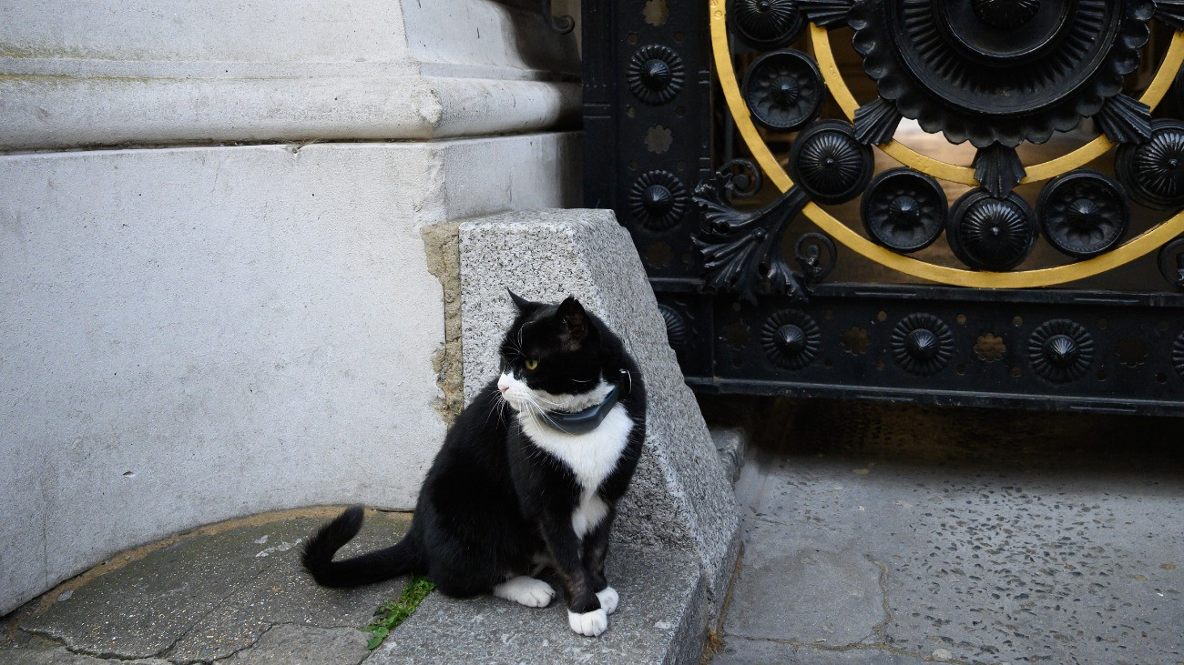 Elpusztult a világ talán leghíresebb macskája – képek