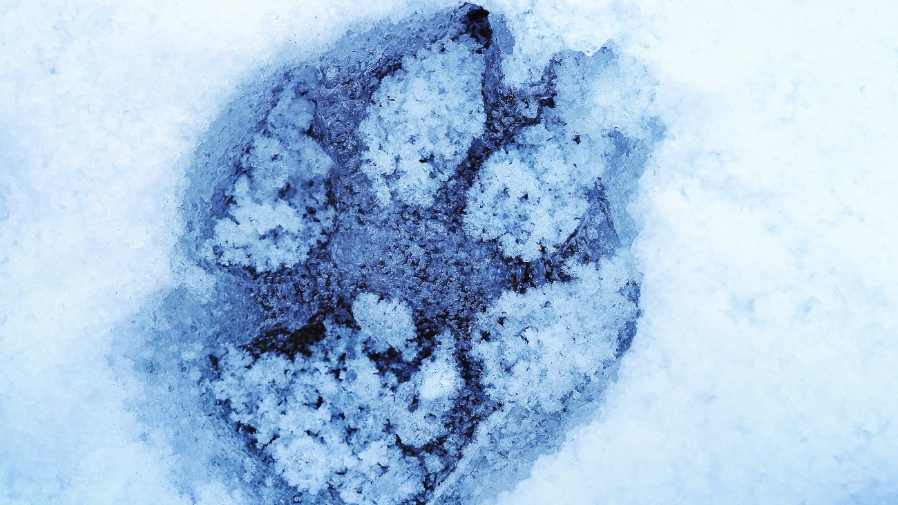 Egy kutya is beszállt a női sífutók versenyébe