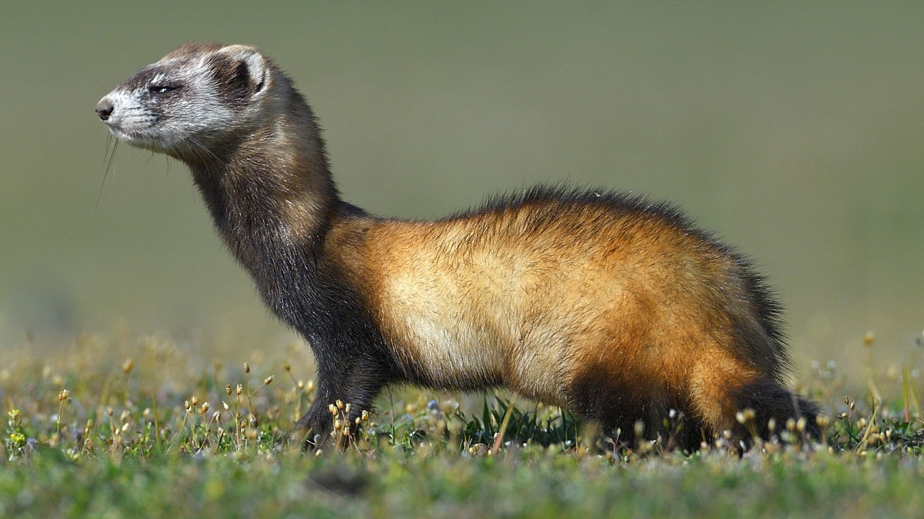 Egy „álarcos bandita” lett az év emlőse