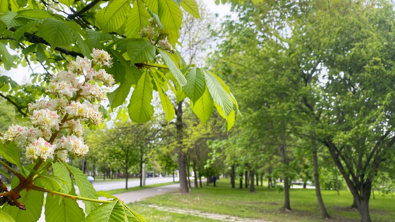 Főkert: technológiaváltás nélkül tíz éven belül minden harmadik fát elveszíthetünk Budapesten