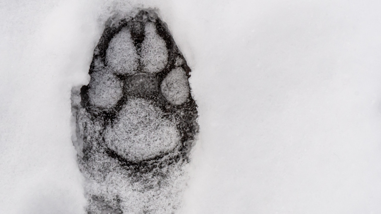 A hó leplezte le a bükki farkasok titkait