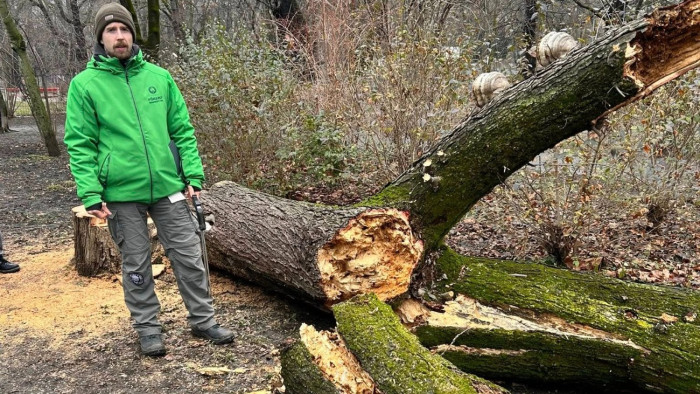 Le kell tarolni a Városmajort: búcsú az öreg fáktól