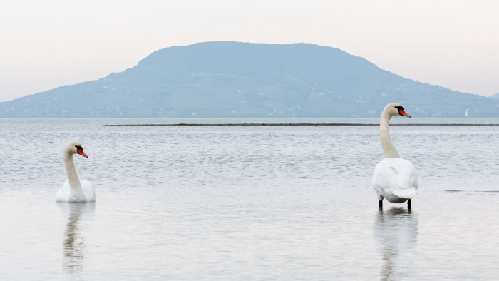 Nincs minden rendben a Balatonnál, eltűntek a ritkaságok is