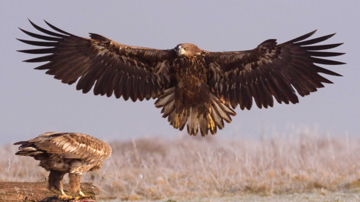 Elképesztő mennyiségben nőtt a ragadozómadarak száma a Kárpát-medencében