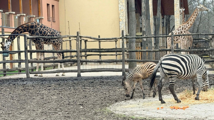 Döntést kell hozni a „magyar” zebrával kapcsolatban