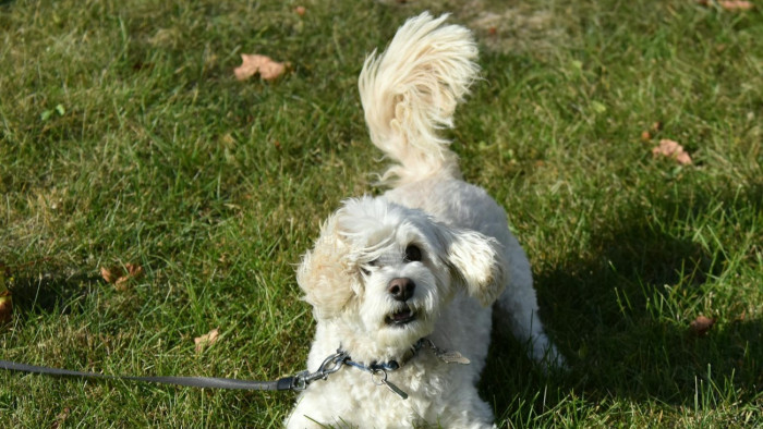 Ezt jelentheti, ha a kutya lassan csóválja a farkát