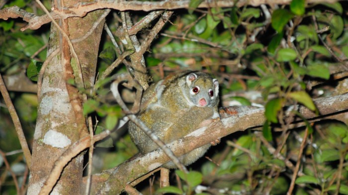 A jégkorszak óta kihaltnak hitt, szent állatként tisztelt erszényesmókusokra bukkantak