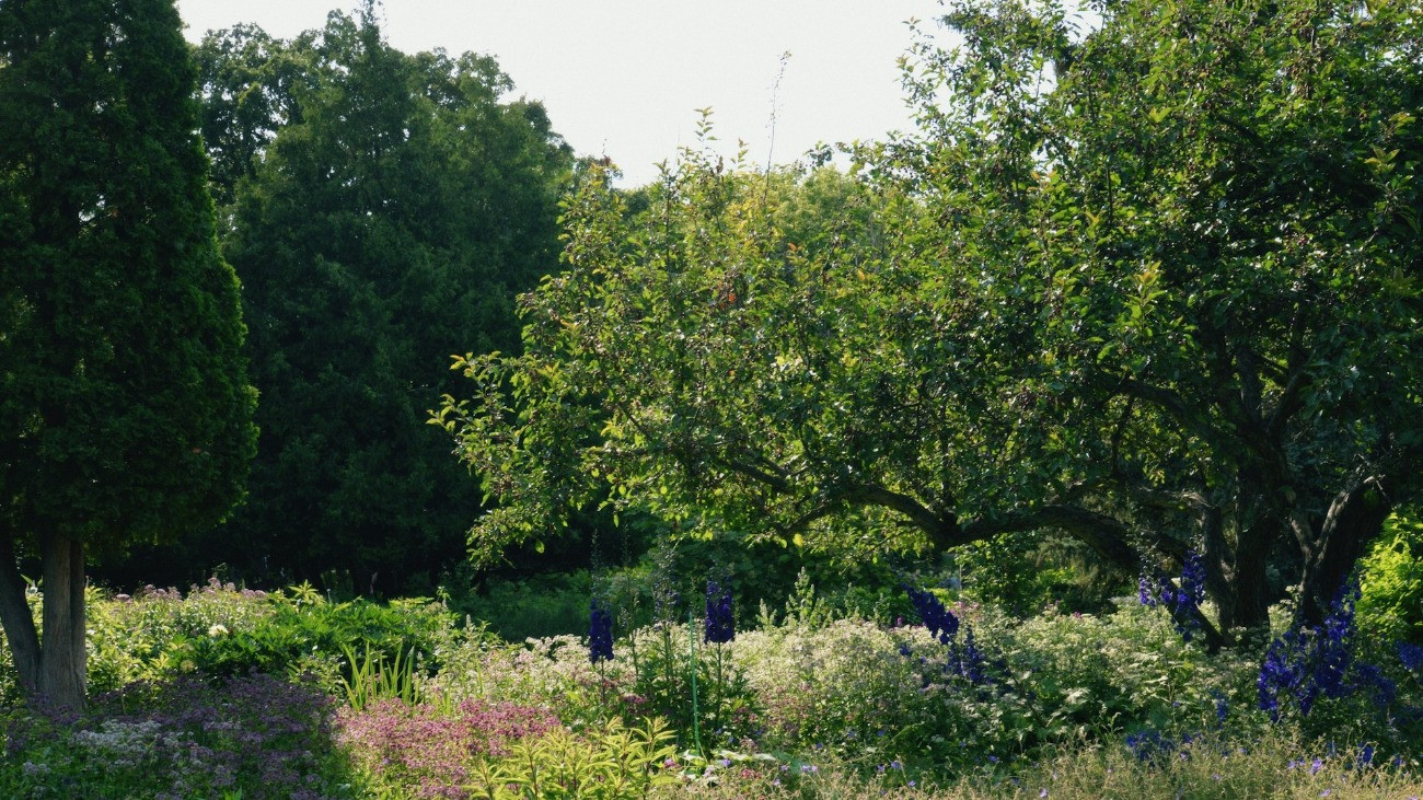 Visszavonhatatlanul itt a tavasz: kezdődik a szezon az arborétumokban, botanikus kertekben