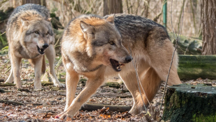 Farkasfalka csaphatott le egy borsodi falu mellett, jelentős a kár