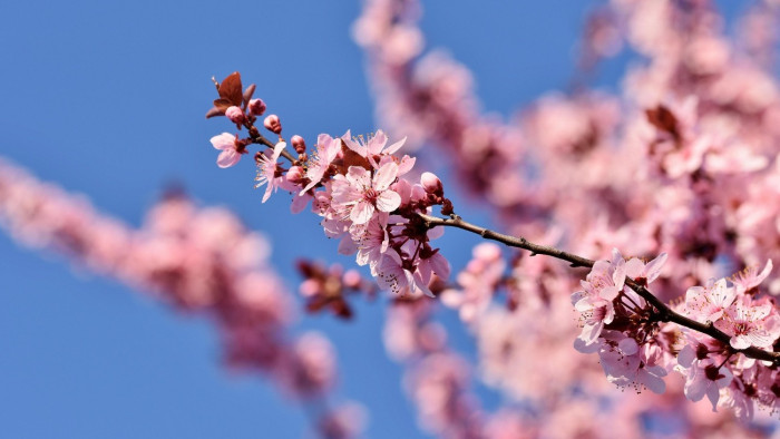 Ma van az év eddigi legmelegebb napja – de az is kiderült, milyen idő lesz locsoláskor