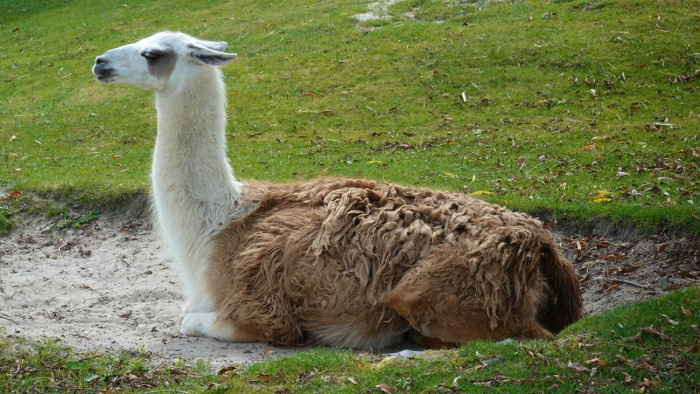 Lám, a Havannán, Budapesten is szaladgálhat kóbor láma – videó