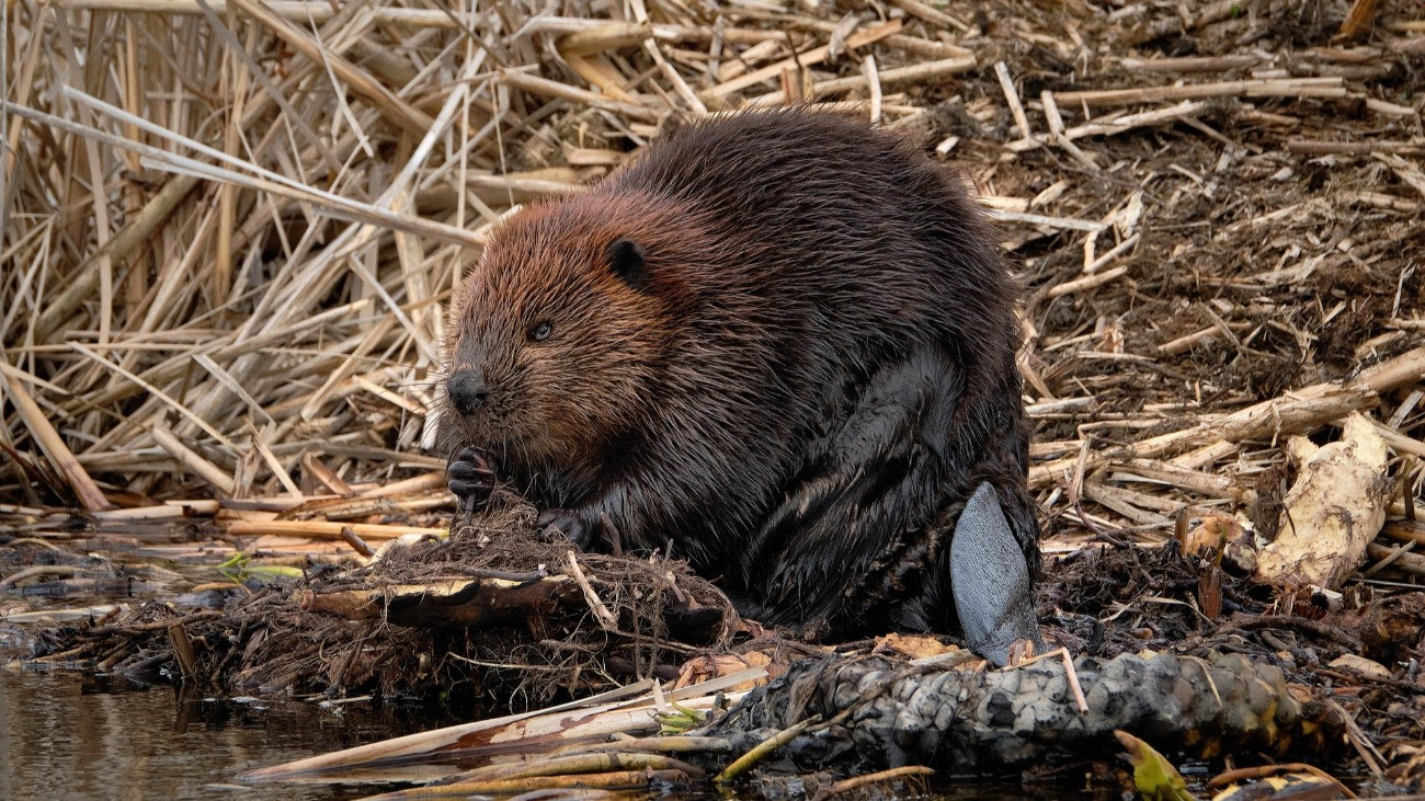 Egy rágcsáló lehet a klímaváltozás elleni szuperfegyver?