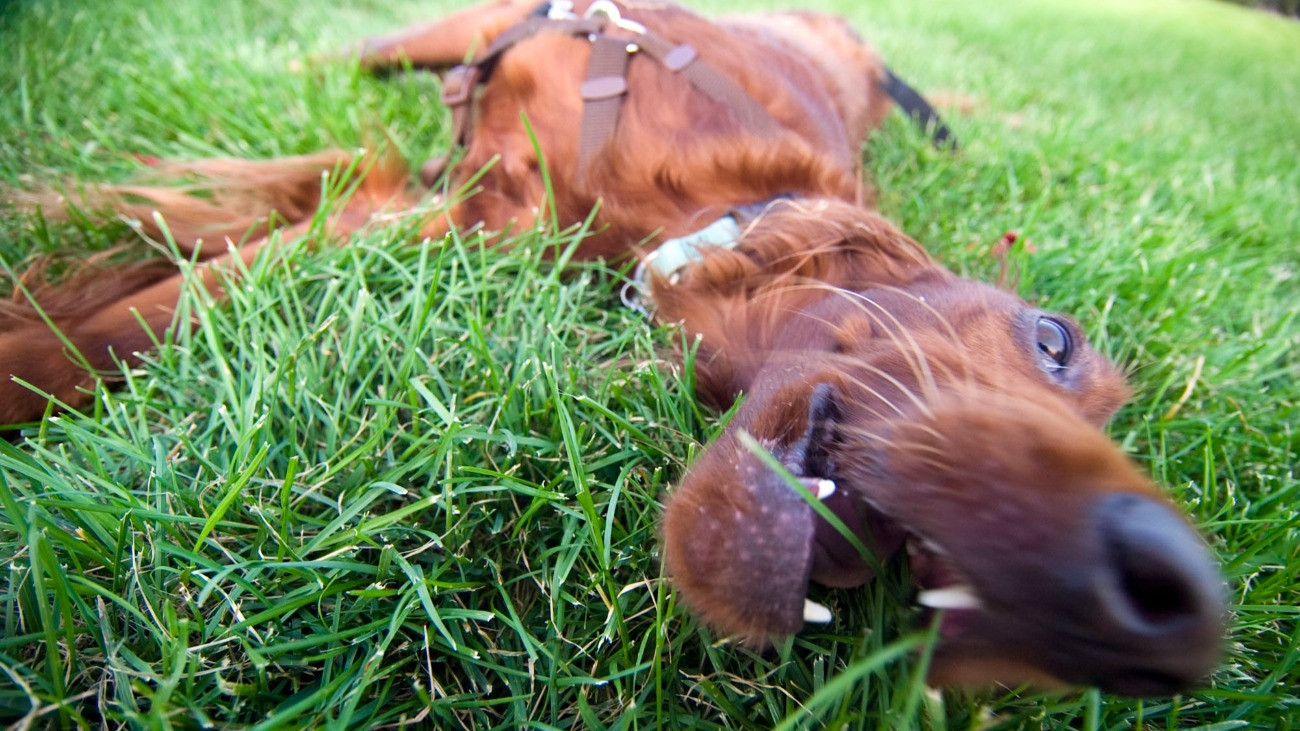 Titkos üzenet is lehet a kutyák fűben hempergése