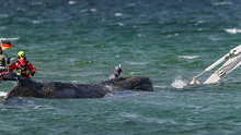Kiszabadult a német partoknál bajba jutott bálna