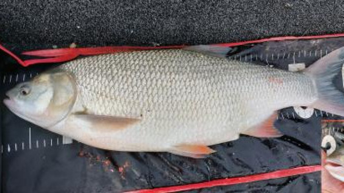 Furcsa hibridhalat fogtak ki a Dunából Budapest fölött