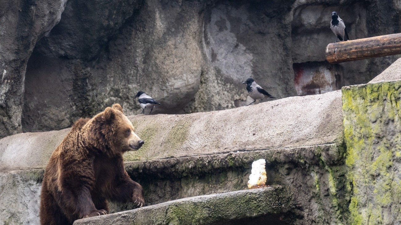 Megszólalt a nyírfa, panaszkodott a folyó – tanácskozás Norvégiában