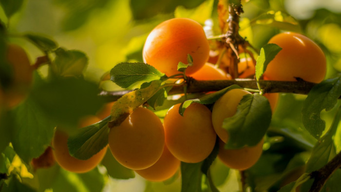 Rajzó kártevők fenyegetik a magyar kajszitermést