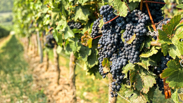 Tibor fontos üzenetet hoz a szőlősgazdáknak