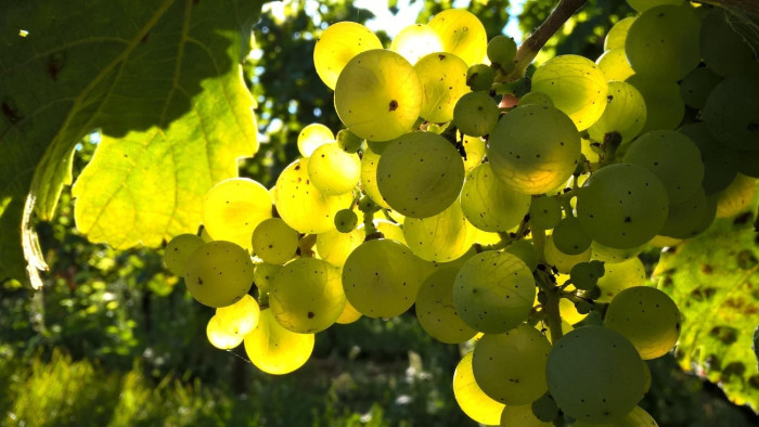 Bezár a Balaton ikonikus borászata
