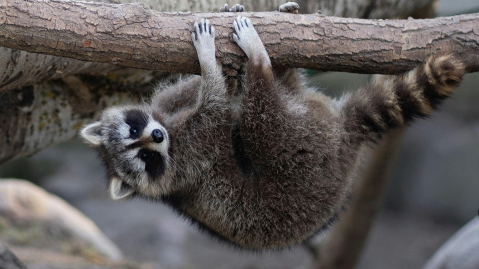 Új cukiságok a Szegedi Vadasparkban