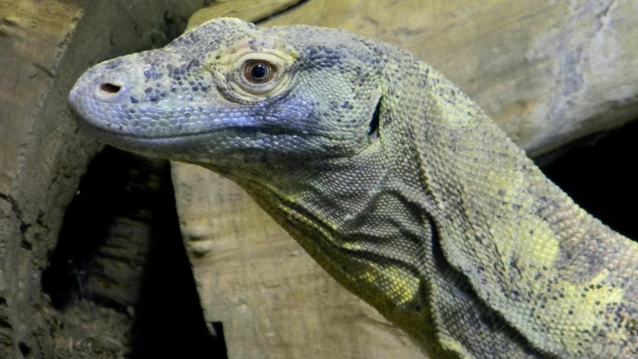 Sárkánycsempészeket vettek őrizetbe