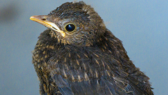 Látszatárvák lepik el Magyarországot, ne dőljön be nekik!