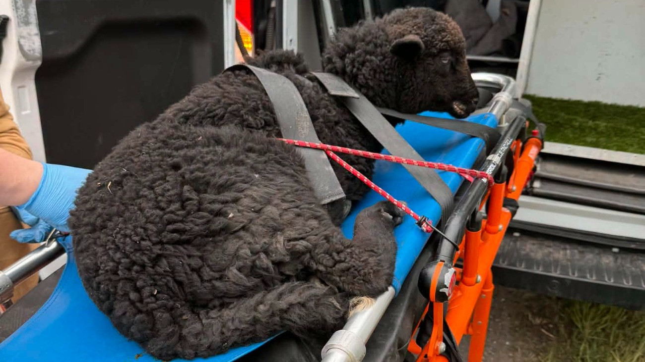 Elütötték a fekete bárányt – fotók