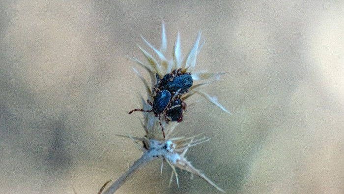 Már a határunkon a rémséges vadászkullancs