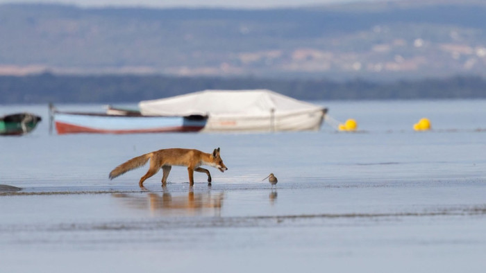 Vidám ragadozók csobbantak a Balatonban iskolakezdéskor