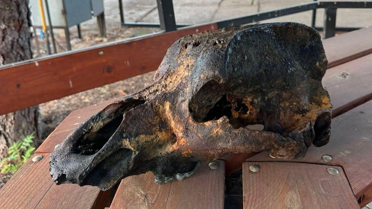 Történelem előtti fenevad koponyája került elő a Tiszából